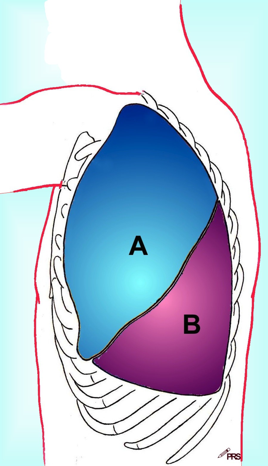 Werking van de longen